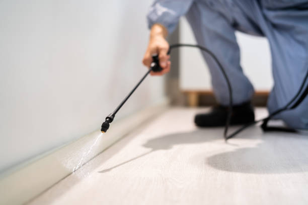 Licensed Wasp Removal service in Hill 'n Dale, FL - Show Me Pest Control